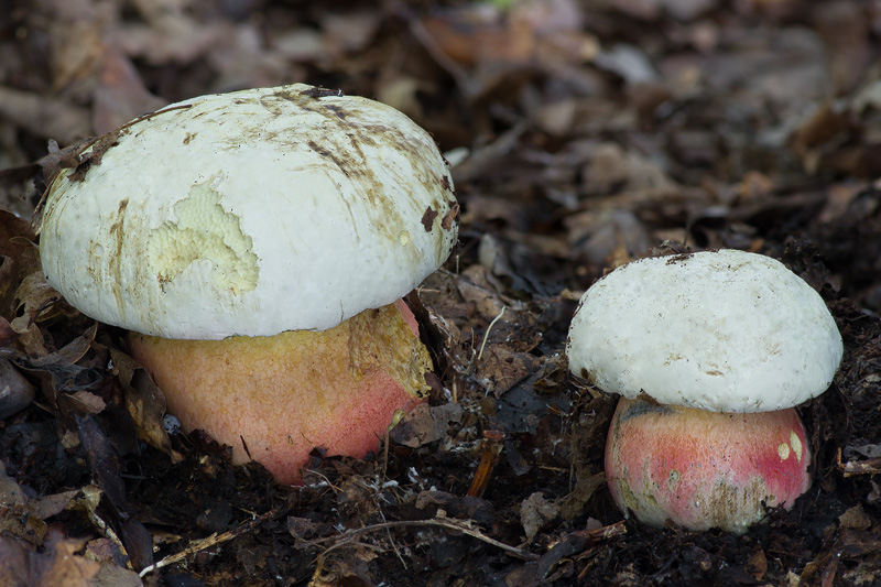 Boletus satanas